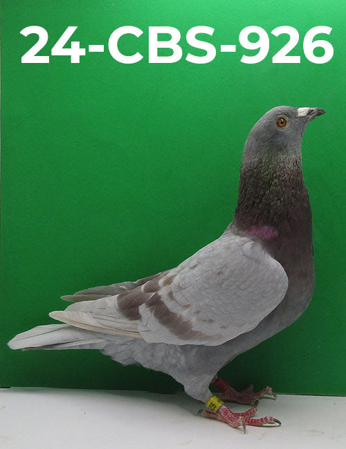 24-CBS-926 Silver Cock. Stefaan Lambrechts