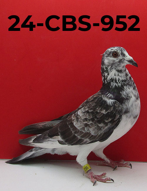 24-CBS-952 Grizzle Cock