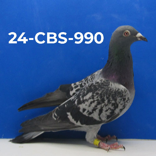 24-CBS-990 BC Cock. Grandson "Rudi".