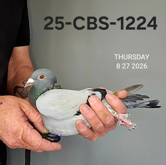 25-CBS-1224 Blue Hen. 019 Janssen. Inbred "Dakota".