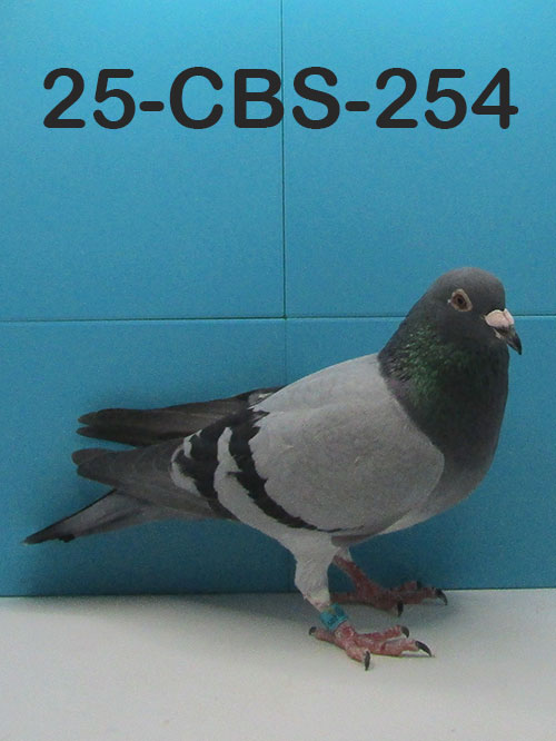 25-CBS-254 Blue cock. Grandson "Jacky Blue" super breeder from Serge Van Elsacker.