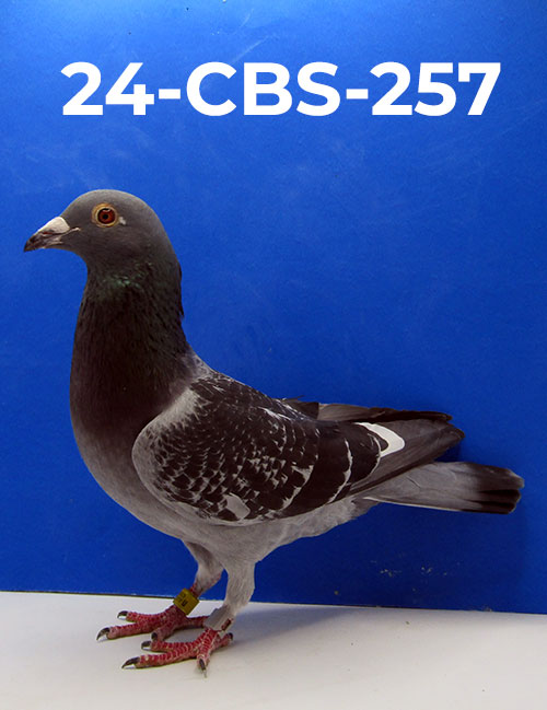 24-CBS-257 Dark Check White flight cock. Son "Kylo Ren"..