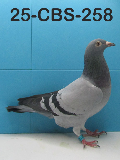25-CBS-258 Blue Hen.