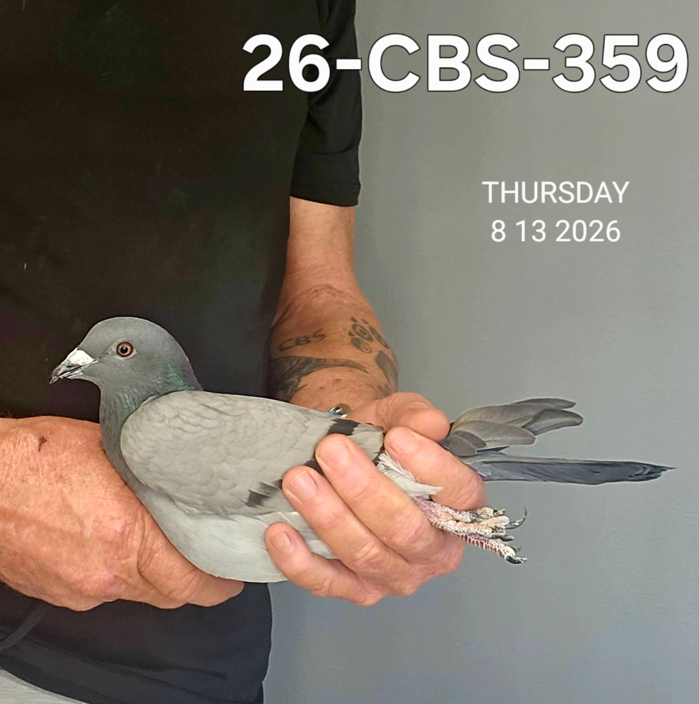26-CBS-359 Blue hen. Granddaughter "Benjamin" & "Thandie"