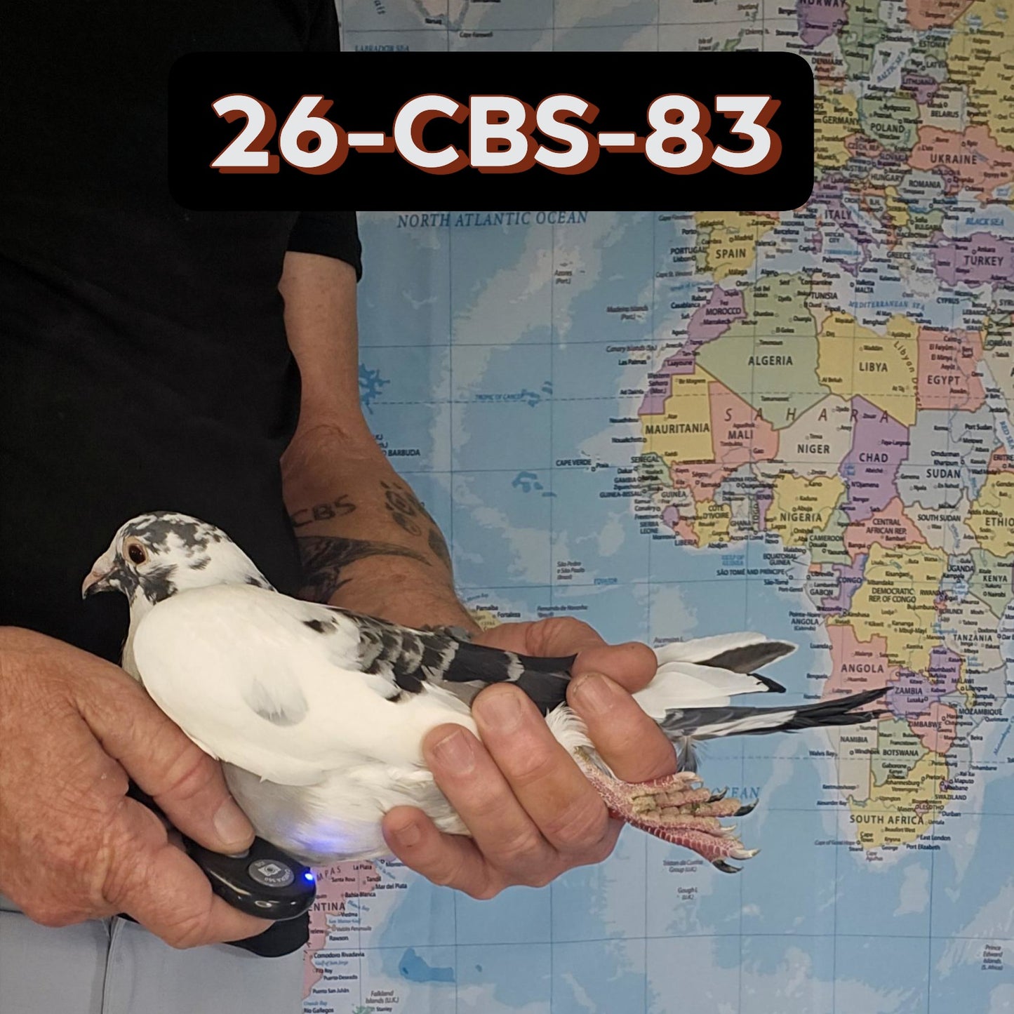 26-CBS-83 Blue check splash cock.