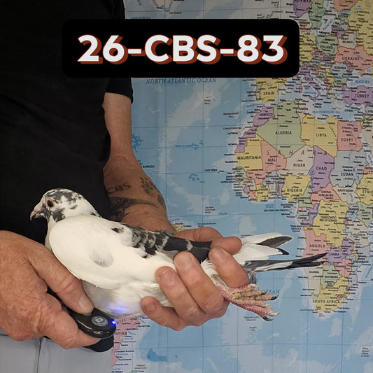26-CBS-83 Blue check splash cock.