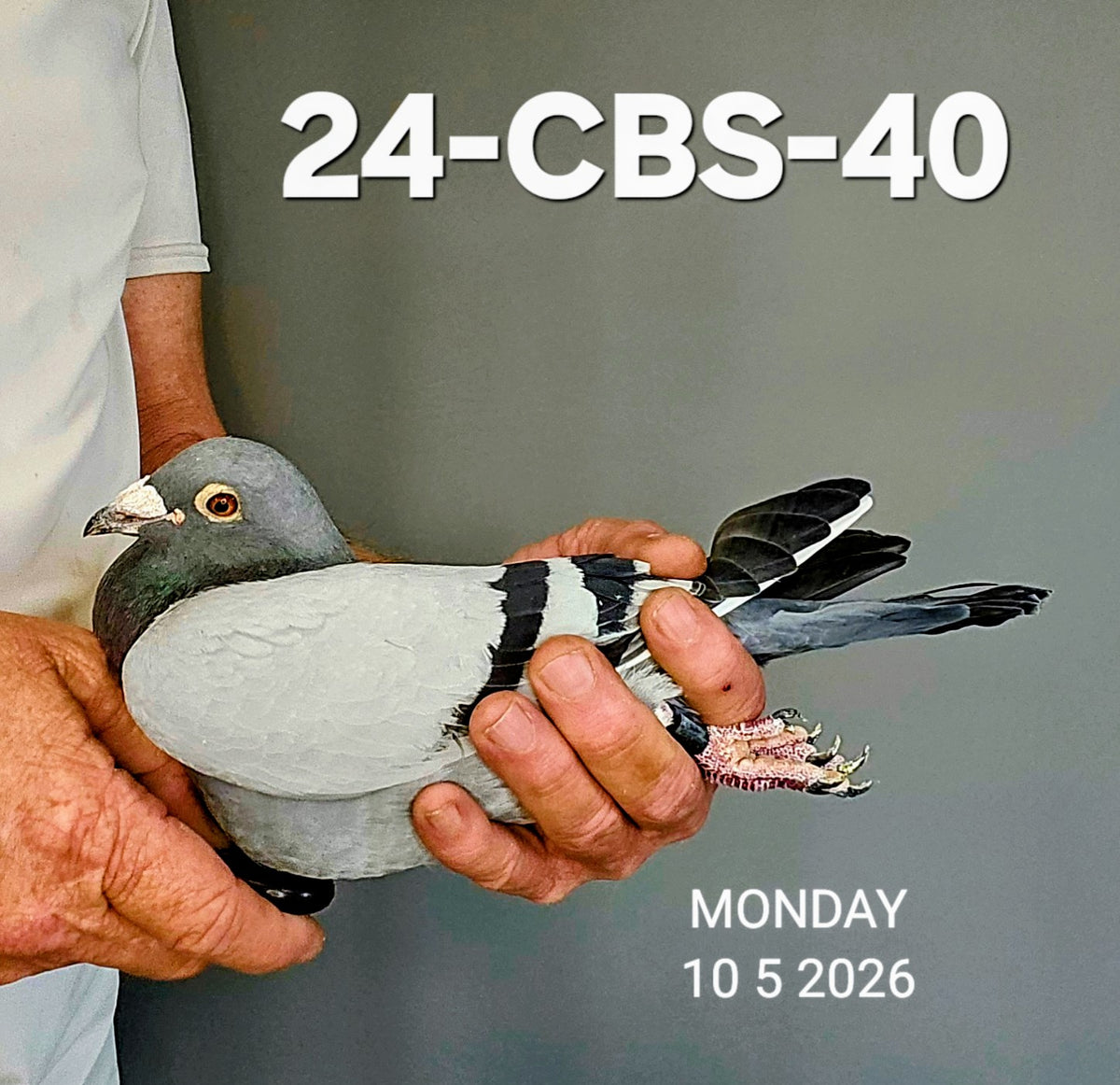 24-CBS-40 Blue white flight cock. FOUNDATION QUALITY!! Son "Alaska" 7x 1st!