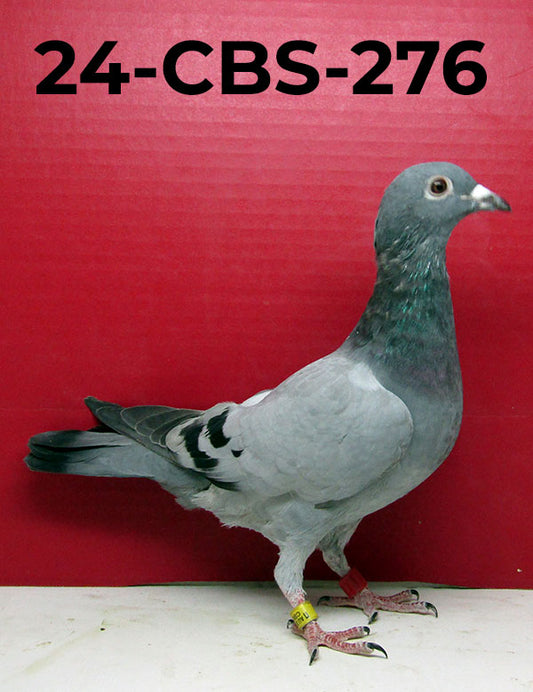 Clearance Sale! Moving all of our 2023 banded pigeons CBS Pigeon