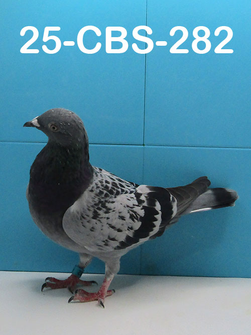25-CBS-282 Light Check hen. Daughter "Mirin".