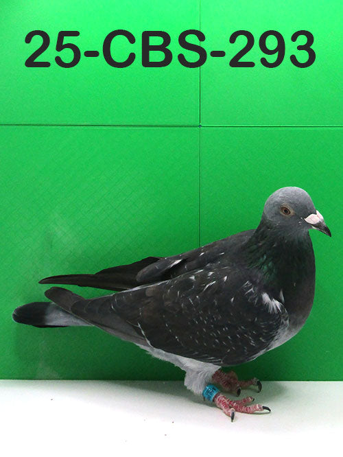 25-CBS-293 Dark Check Hen. Pure long distance.