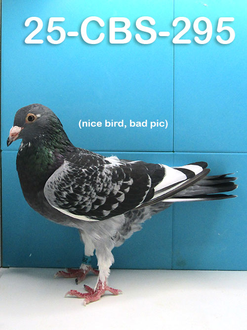 25-CBS-295 Blue Check White flight cock. 019 Janssen