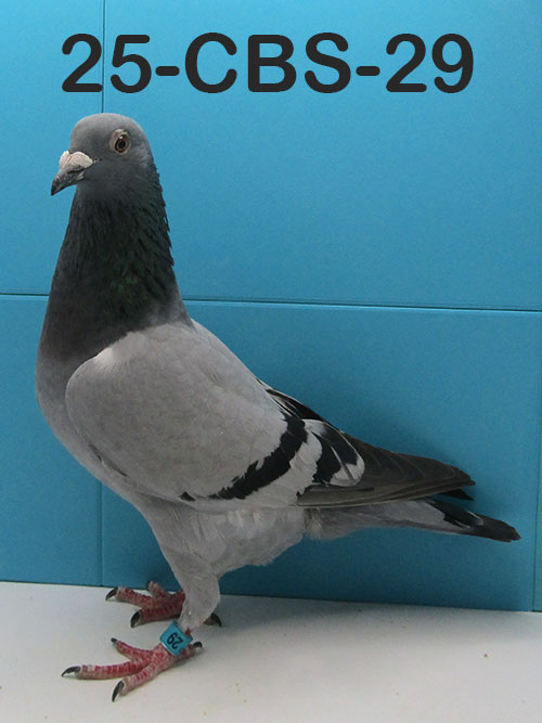 25-CBS-29 Blue cock