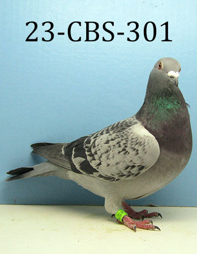 23-CBS-301 BC H. Daughter "Moxie" top breeding hen from Triple DiCaprio.