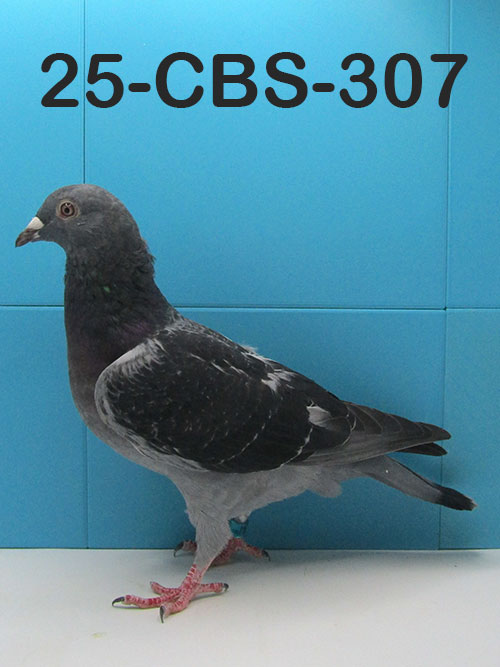 25-CBS-307 Dark check hen.  Daughter "Henniker". Super OLR Lines!!
