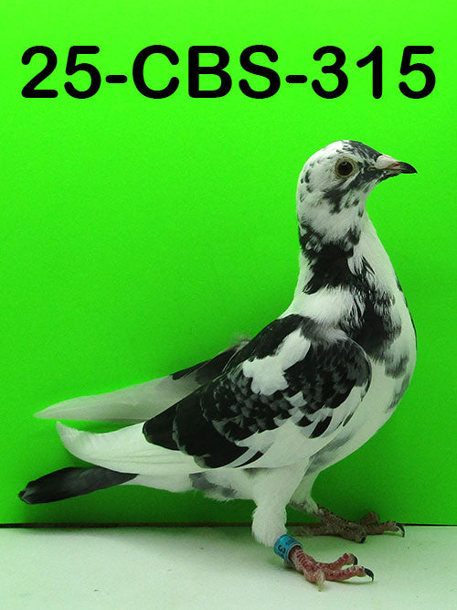 25-CBS-315 Dark Check Splash Hen. 019 Janssen