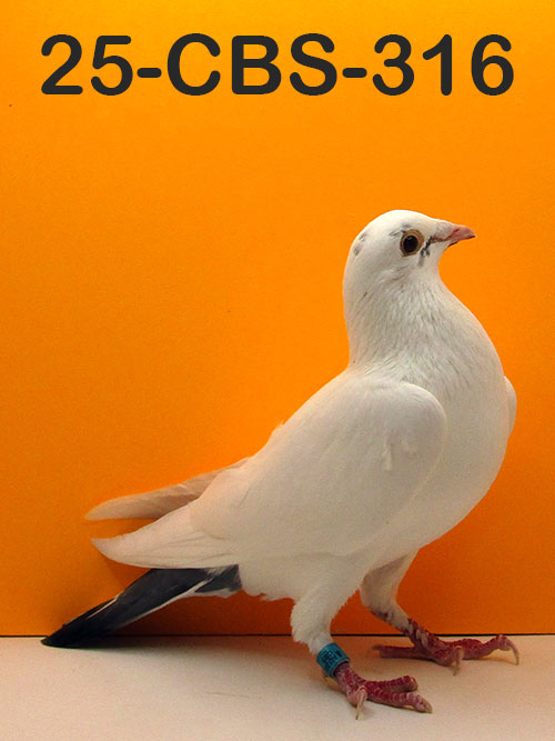 25-CBS-316 White Cock