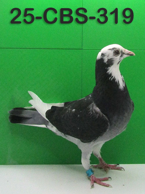 25-CBS-319 Dark Check Splash Hen. Gaby Vandenabeele.