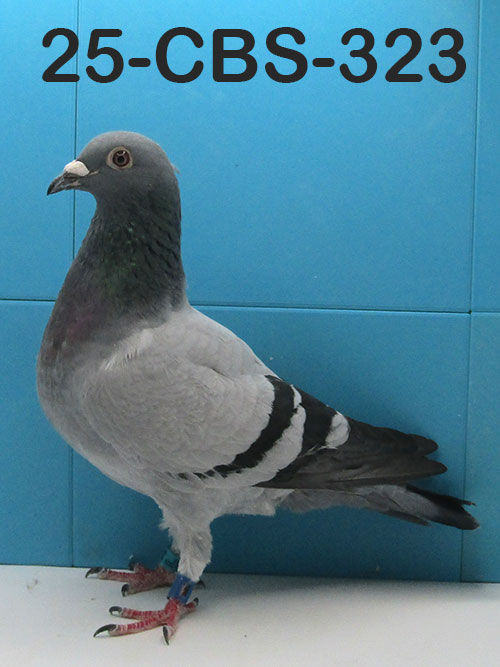25-CBS-323 Blue cock. Son "Jonge Breaveheart".