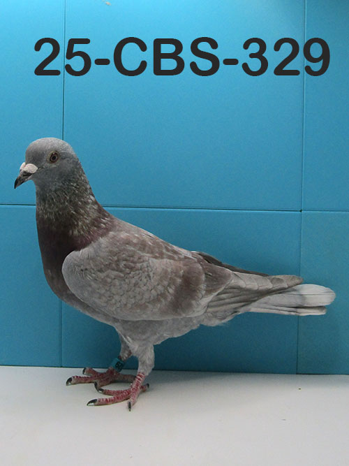 25-CBS-329 Mealy Cock.