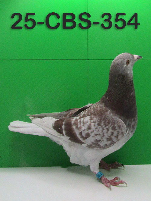 25-CBS-354 Red Check Cock. Rode Kannibaal.