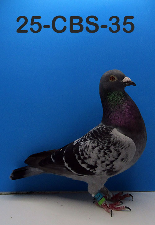 25-CBS-35 Blue check hen.