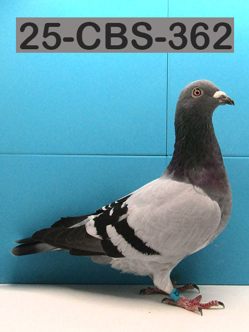 25-CBS-362 Blue cock. Excellent cock. Super breeding.