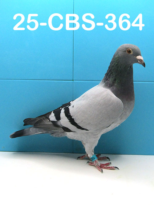 25-CBS-364 Blue cock. 019 Janssen