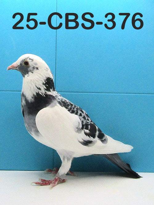 25-CBS-376 Blue check splash cock. 019 Janssen