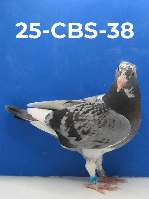 25-CBS-38 LCSP Squeaker