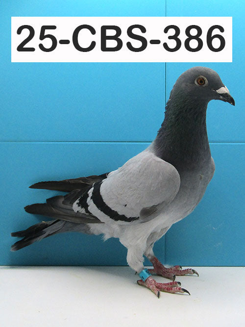 25-CBS-386 Blue Bar Cock. Kaasboer/ Vandenabeele. A winning combo!