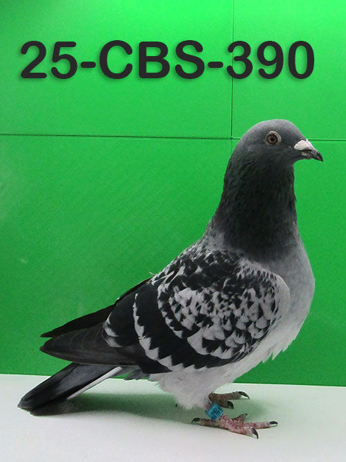 25-CBS-390 Vandenabeele/ Kaasboer