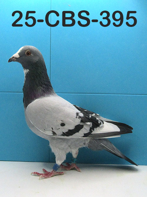 25-CBS-395 Blue Splash hen.