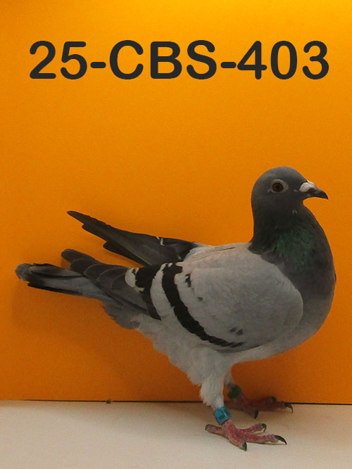 25-CBS-403 Blue Hen. Inbred "Stefaan Lambrechts"