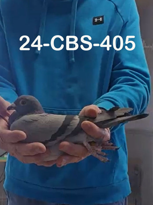 24-CBS-405 Blue Hen. Bred from two super racers.