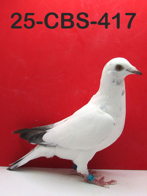 25-CBS-417 Grizzle hen. Granddaughter "Early grey". KAASBOER!