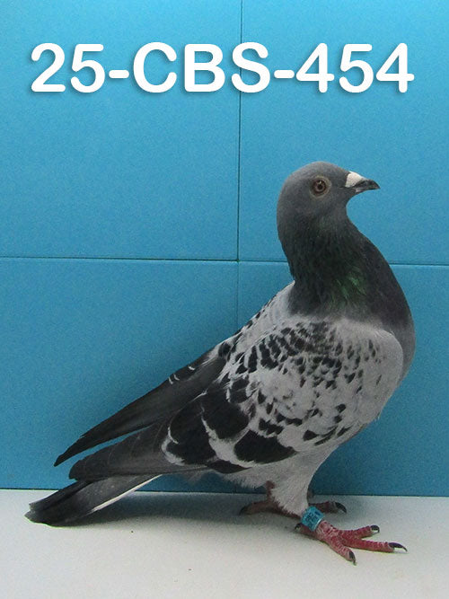25-CBS-454 Blue check cock. Inteelt Romeo & Kaasboer