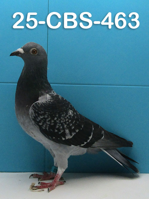25-CBS-463 Dark check hen. Granddaughter "Kylo Ren".