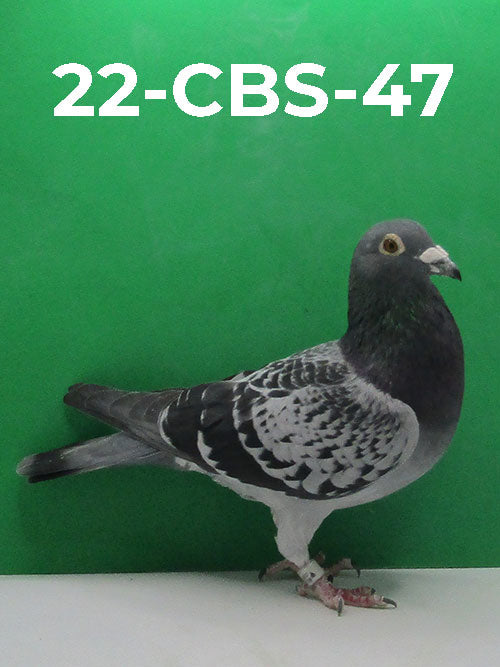 22-CBS-47 BC Cock