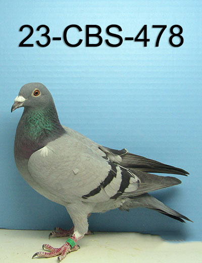 23-CBS-478 BB C. Inbred "Rudy" of Gaby Vandenabeele.