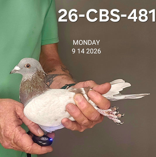 26-CBS-481 Silver Cock. Dirk Van Dyck & Gaby Vandenabeele.