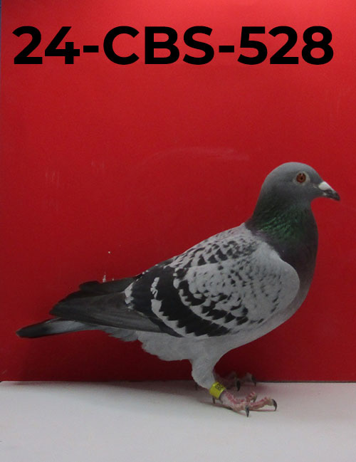 24-CBS-528 BC Cock. Inbred "DiCaprio". Foundation Quality Cock!