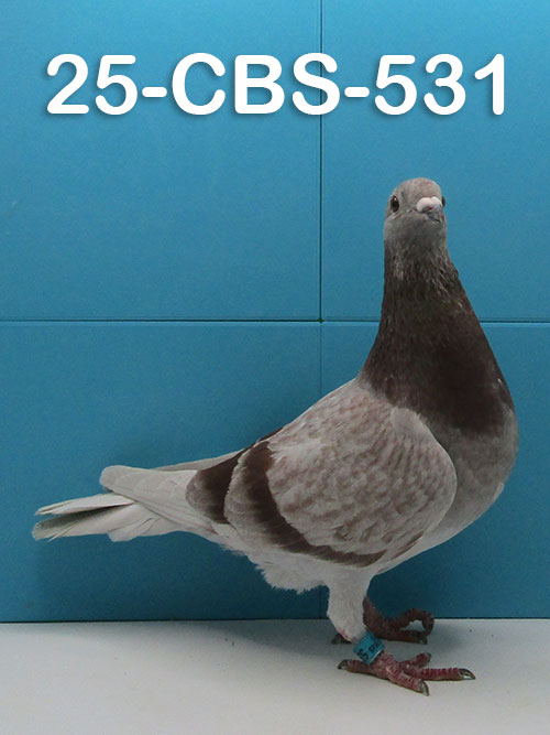 25-CBS-531 Red Check Hen.  Kannibaal and Vandenabeele. Super pairing!