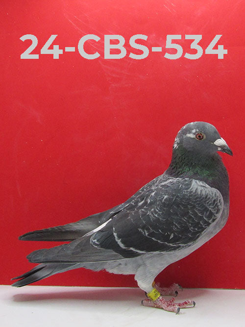 25-CBS-534 DC Male