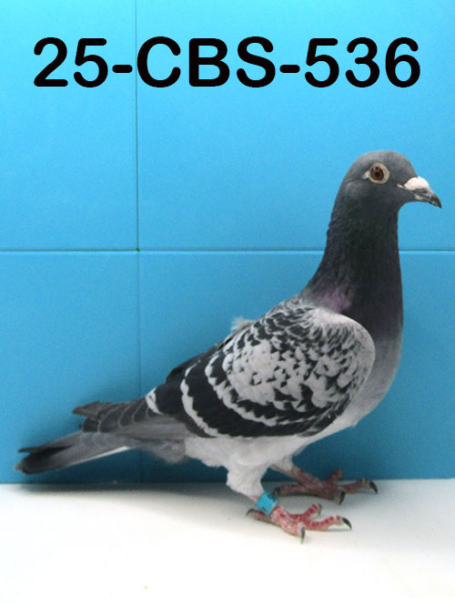 25-CBS-536 Blue check hen. Granddaughter "Triple DiCaprio"
