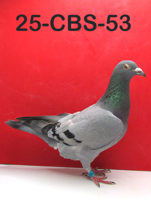 25-CBS-53 Blue Hen. Daughter "Ned Kelly".