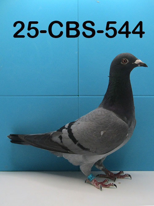 25-CBS-544 Blue hen.  Both parents from Dirk Van Dyck.