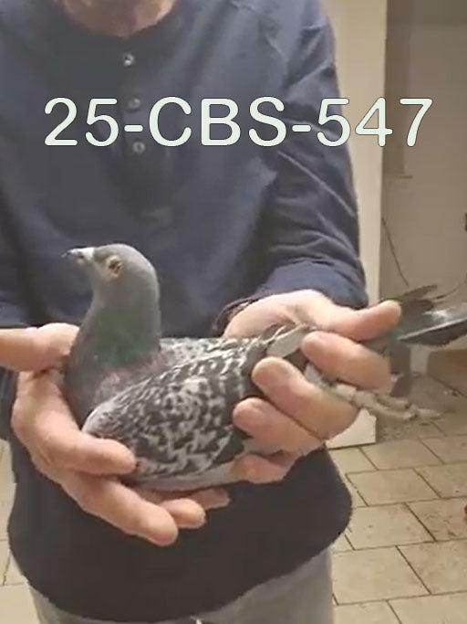 25-CBS-547 Blue check hen. Inbred granddaughter "Rudi", "Kambree".