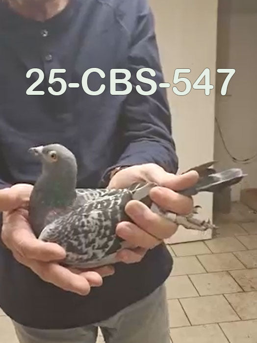 25-CBS-547 Blue check hen.