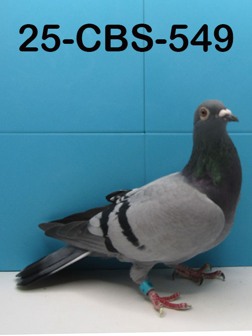 25-CBS-549 Blue Hen