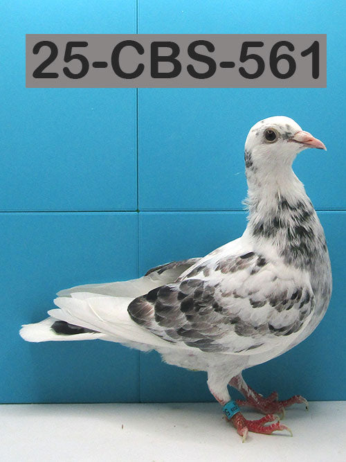 25-CBS-561 Grizzle Hen.